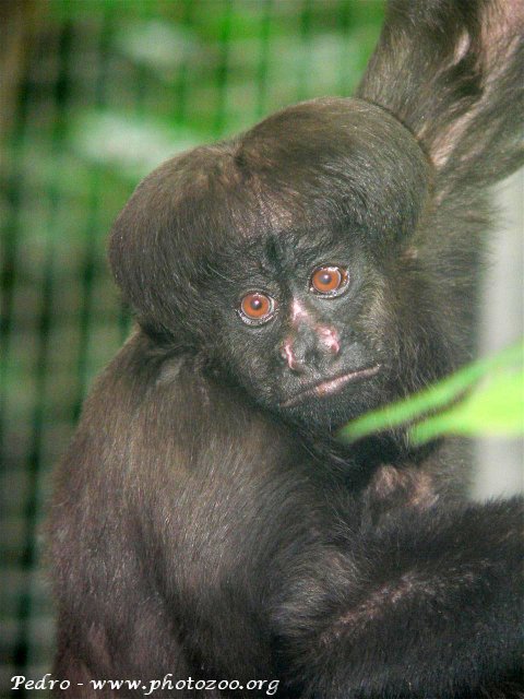 Satan saki (Chiropotes satanas)