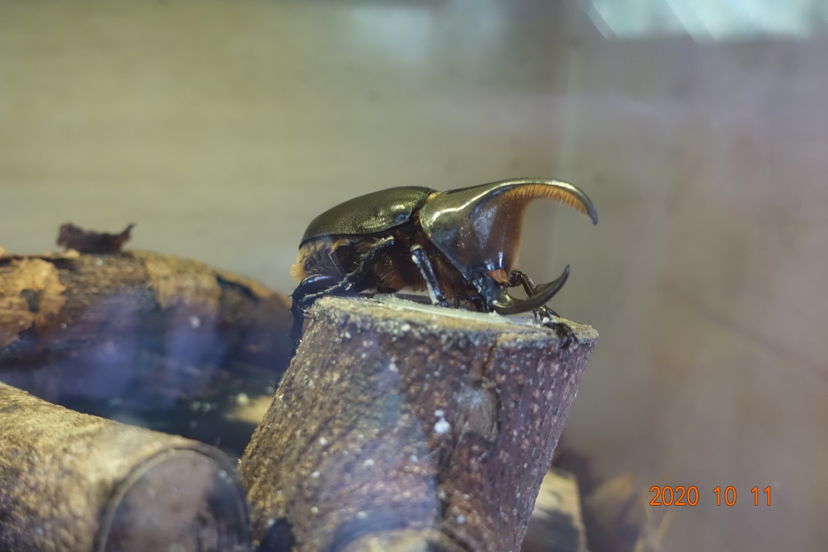 Satanas Beetle (Dynastes satanas)