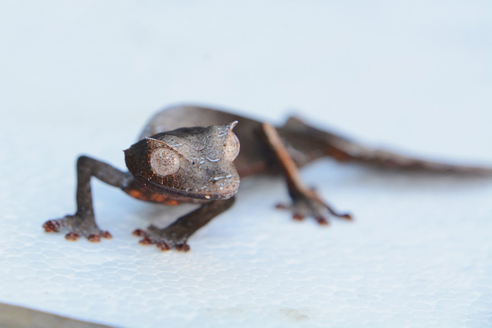 Satanic leaf-tailed gecko (Uroplatus phantasticus)
