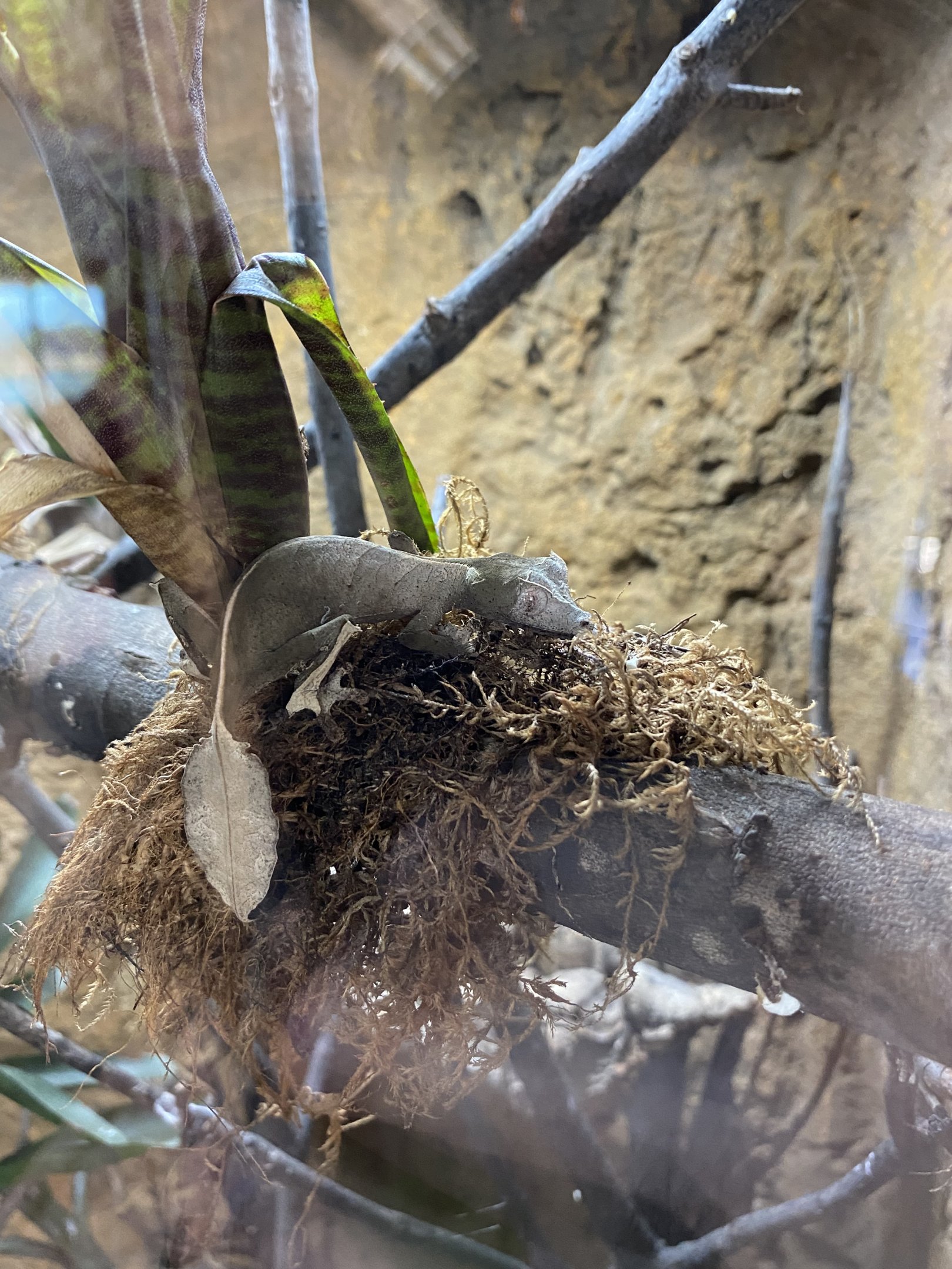 Satanic Leaf-tailed Gecko