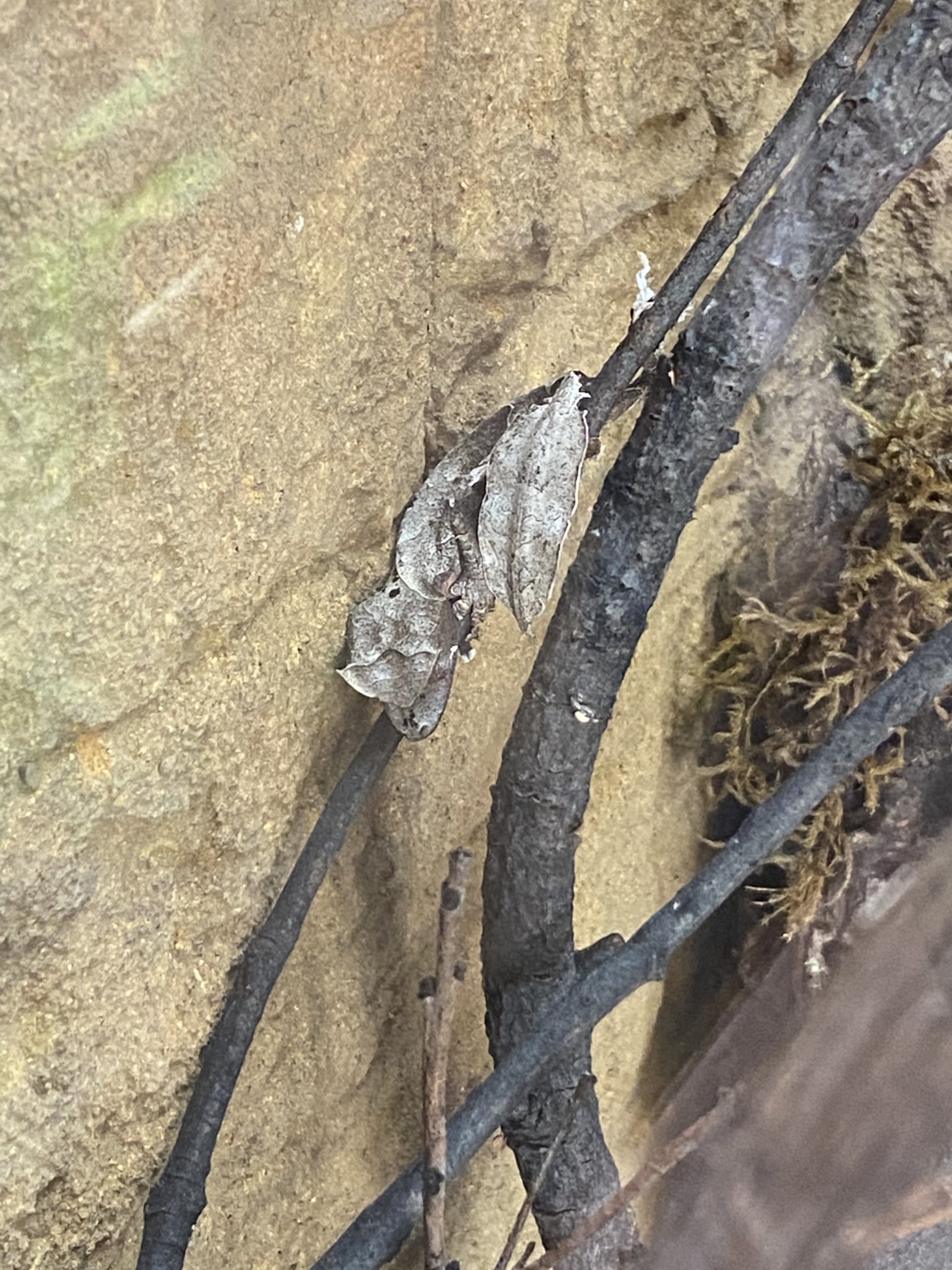 Satanic Leaf-tailed Gecko