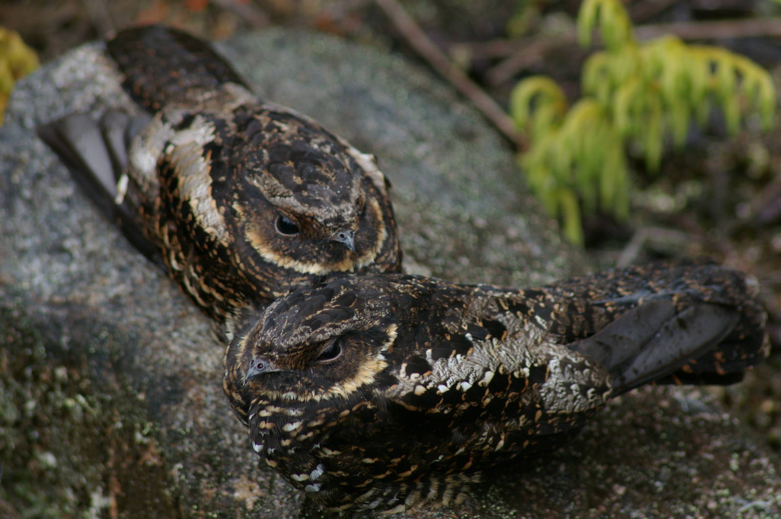 Satanic Nightjar (Eurostopodus diabolicus)