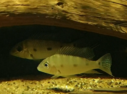 Satanoperca acuticeps