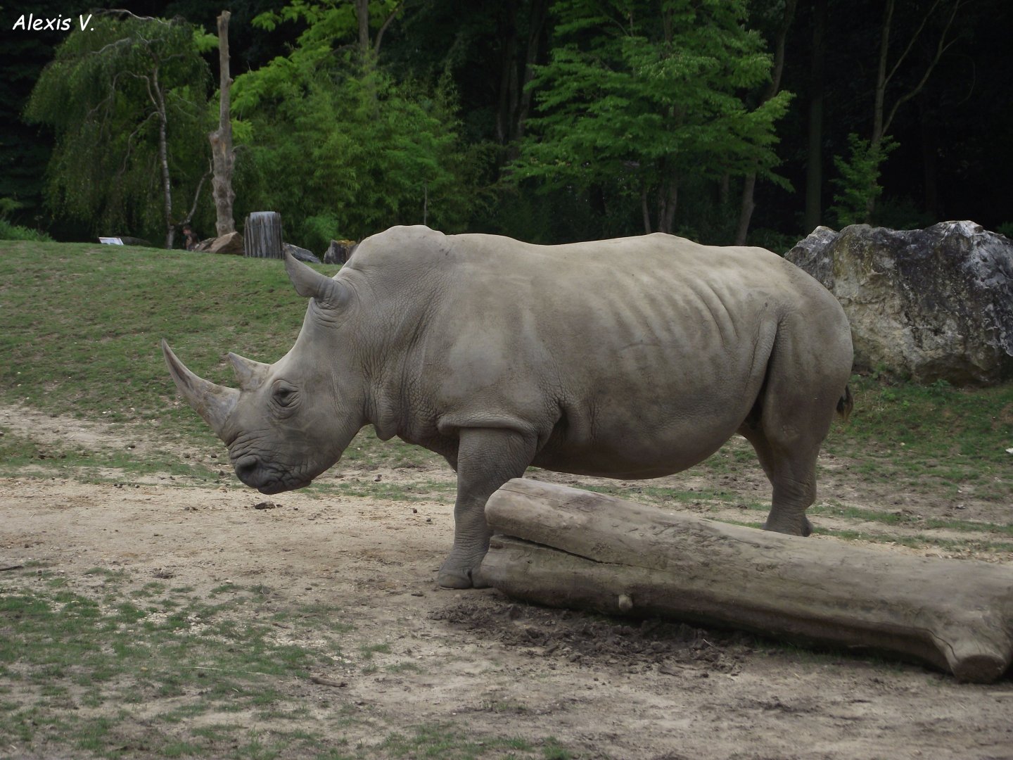SATARA, female Southern White Rhino - Zooparc de Beauval - 13/07/2024
