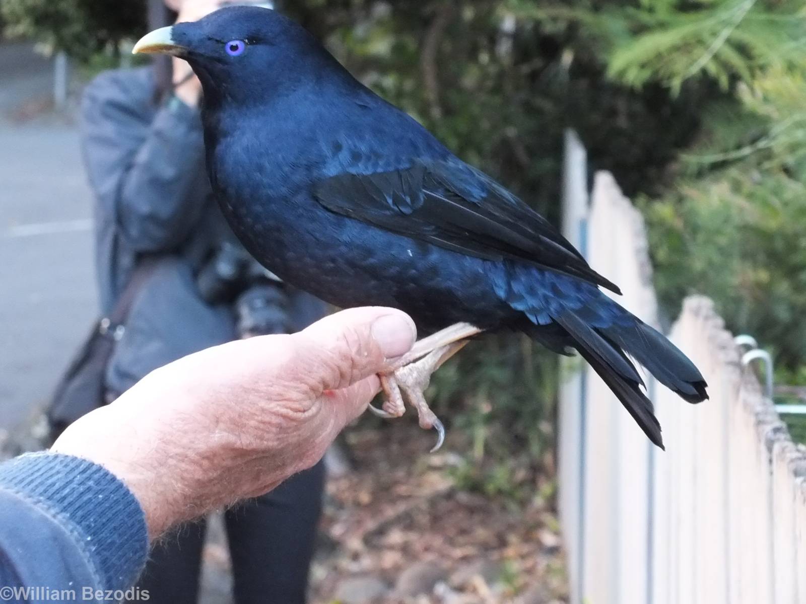 Satin Bowerbird Being Hand Fed - Lamington National Park