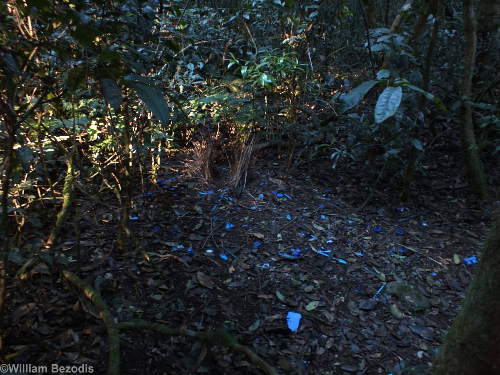 Satin Bowerbird Bower - Lamington National Park