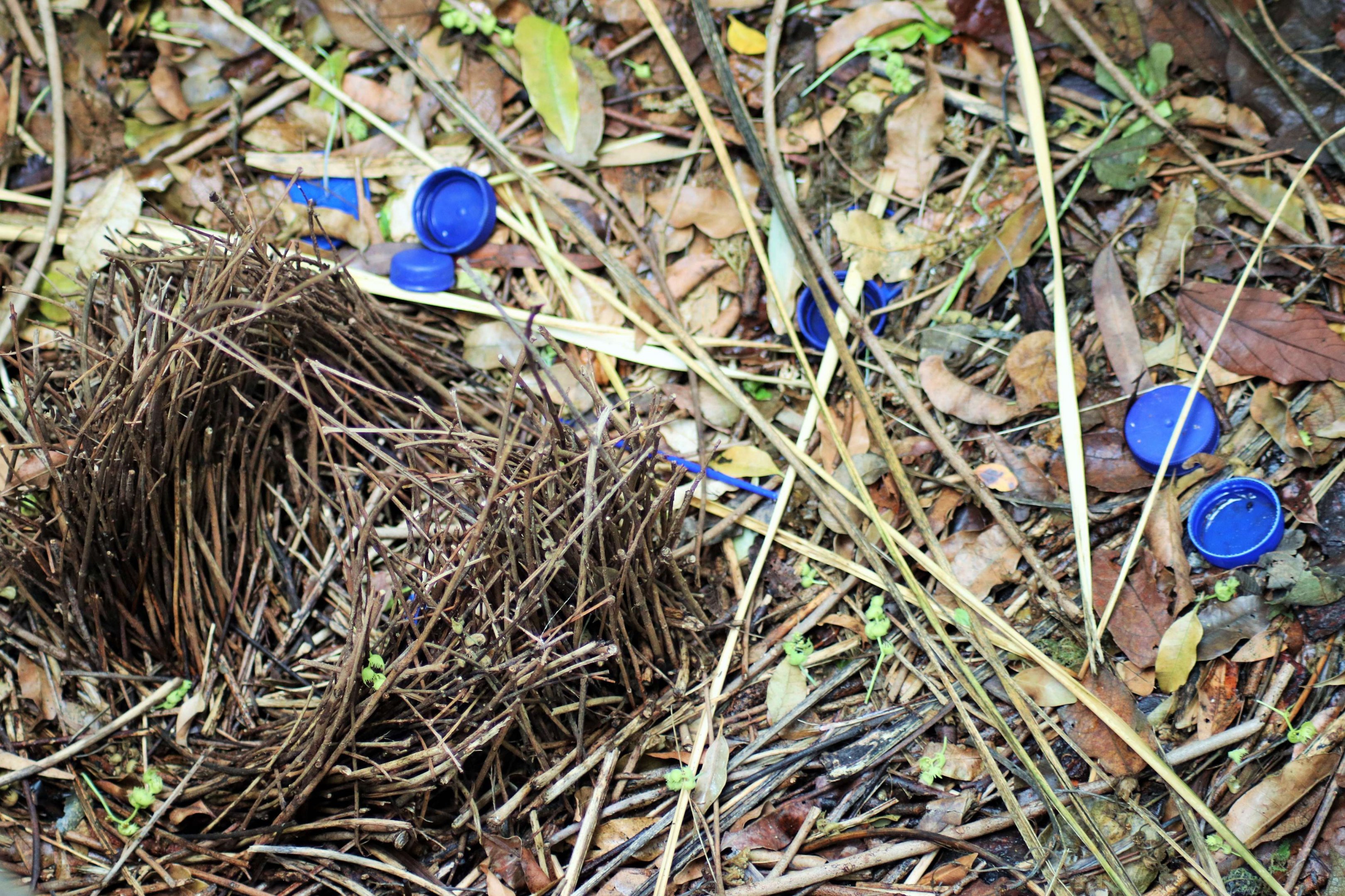 Satin Bowerbird Bower