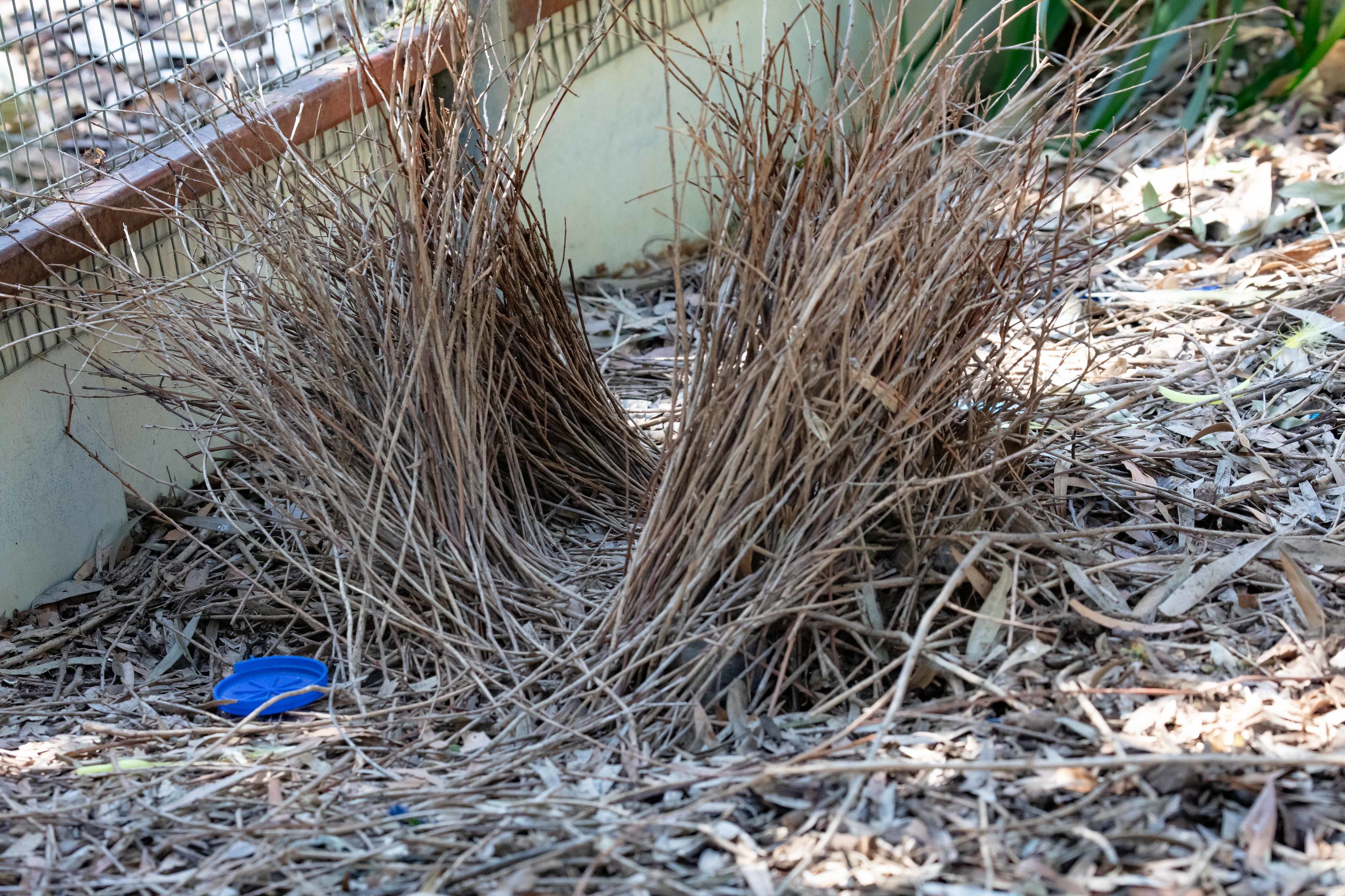 Satin Bowerbird bower