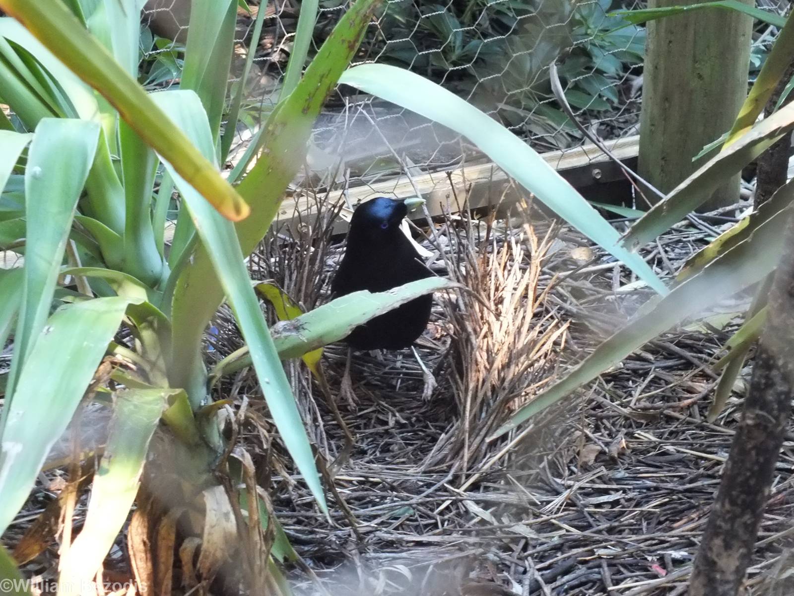 Satin Bowerbird Building a Bower - Caversham Wildlife Park