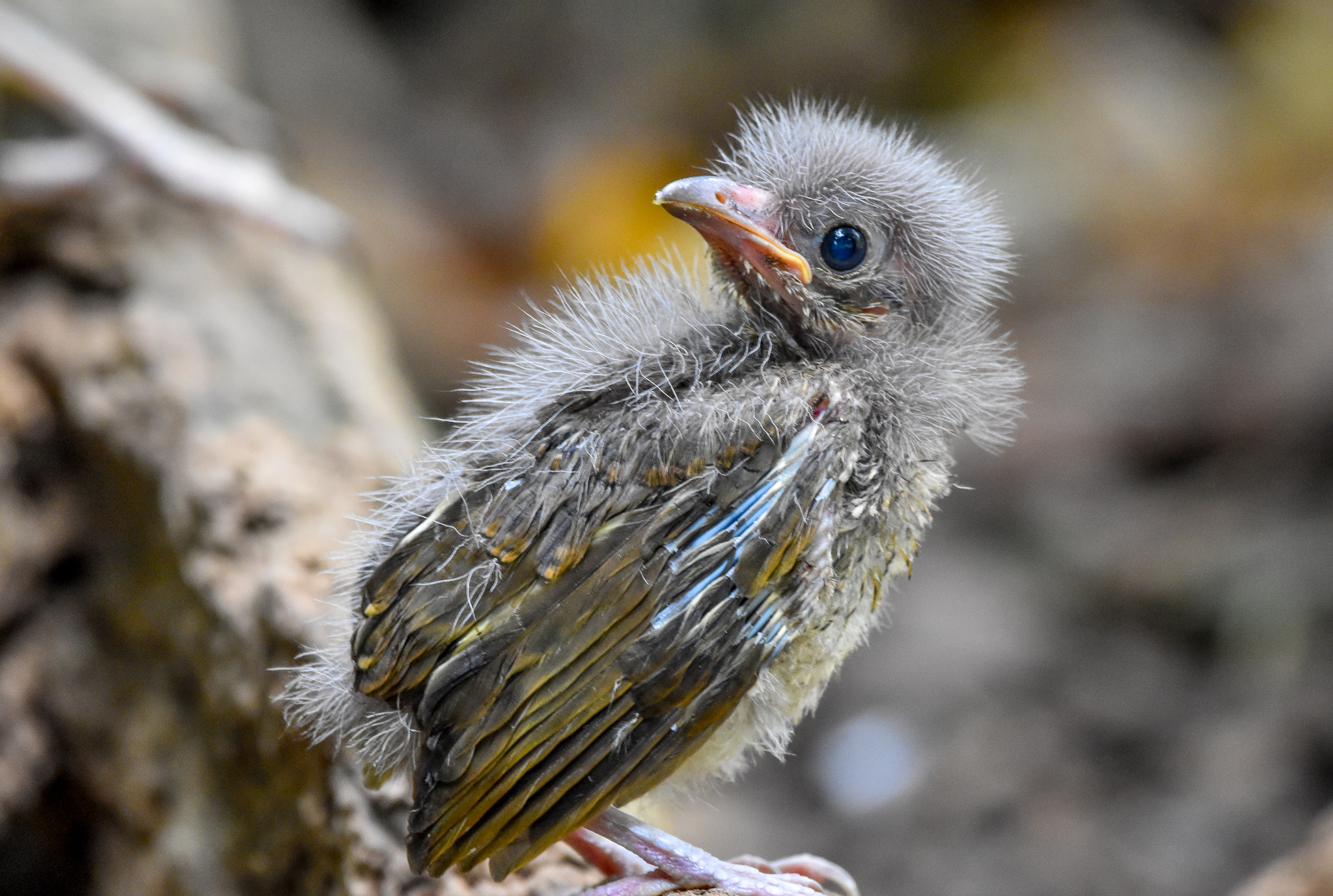 Satin Bowerbird chick