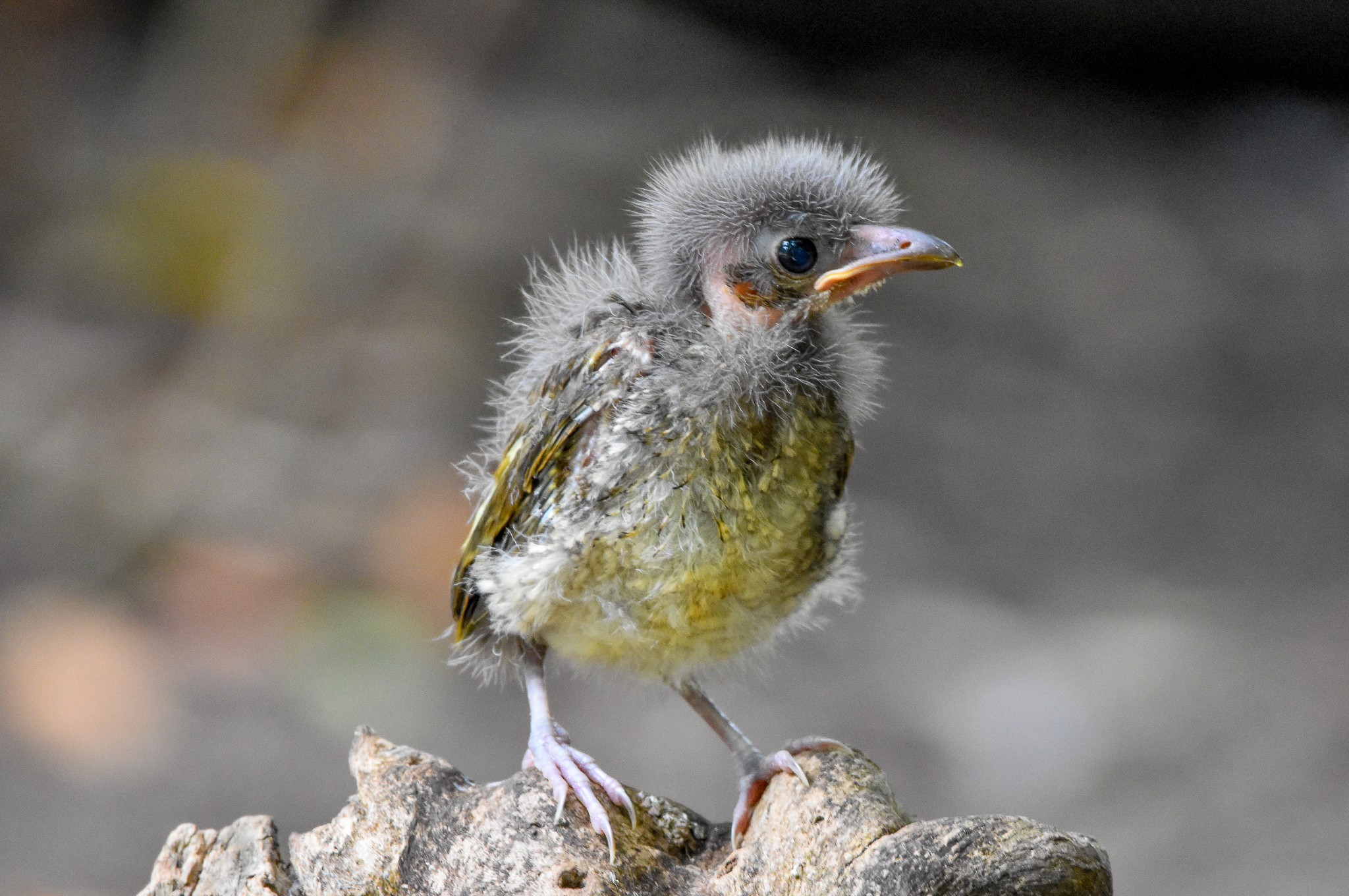 Satin Bowerbird chick