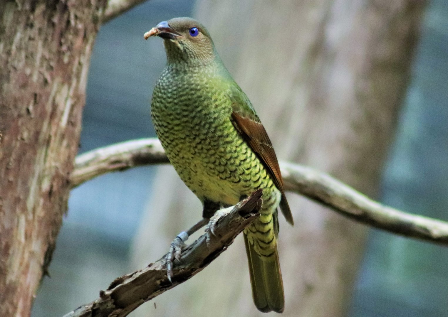 Satin Bowerbird- Female (Ptilonorhynchus violaceus)