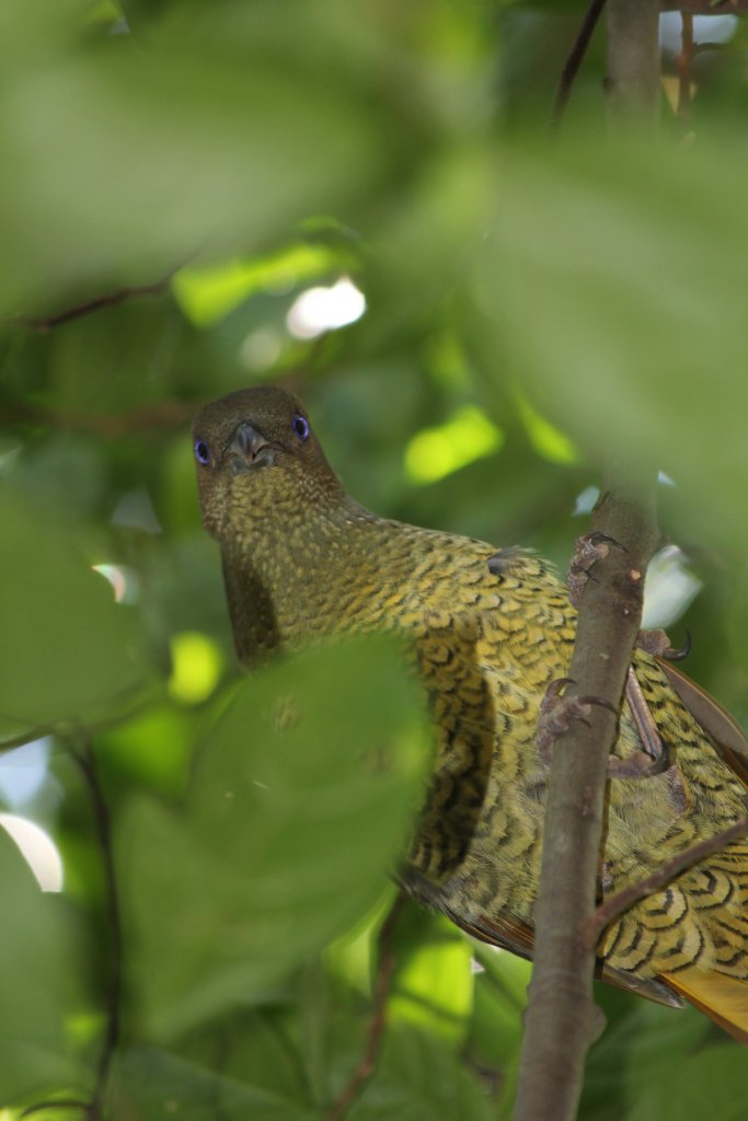 Satin Bowerbird female