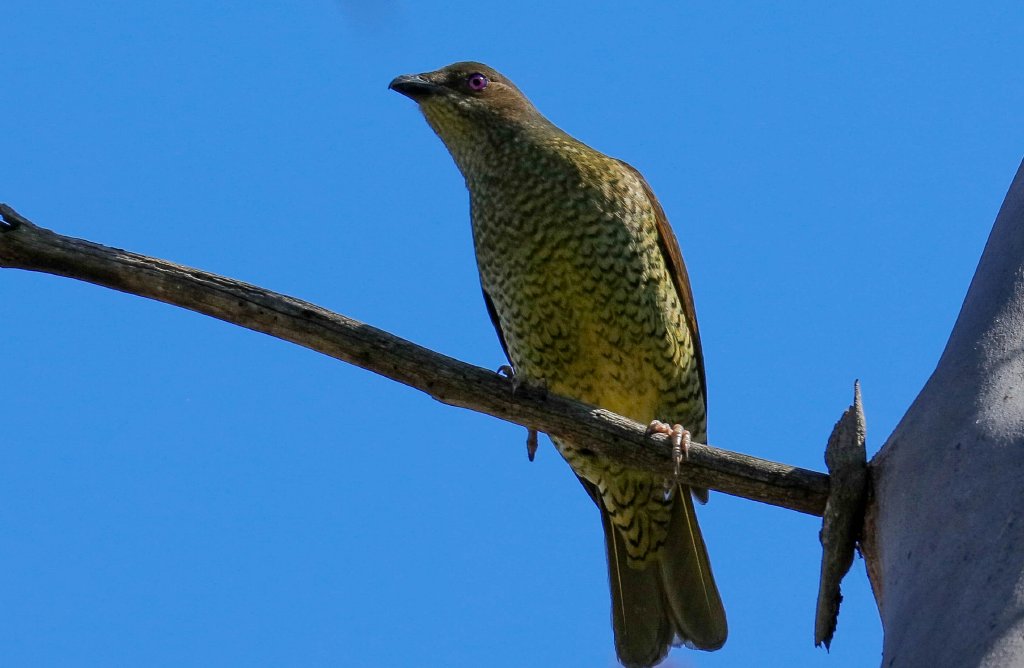 Satin Bowerbird (female)