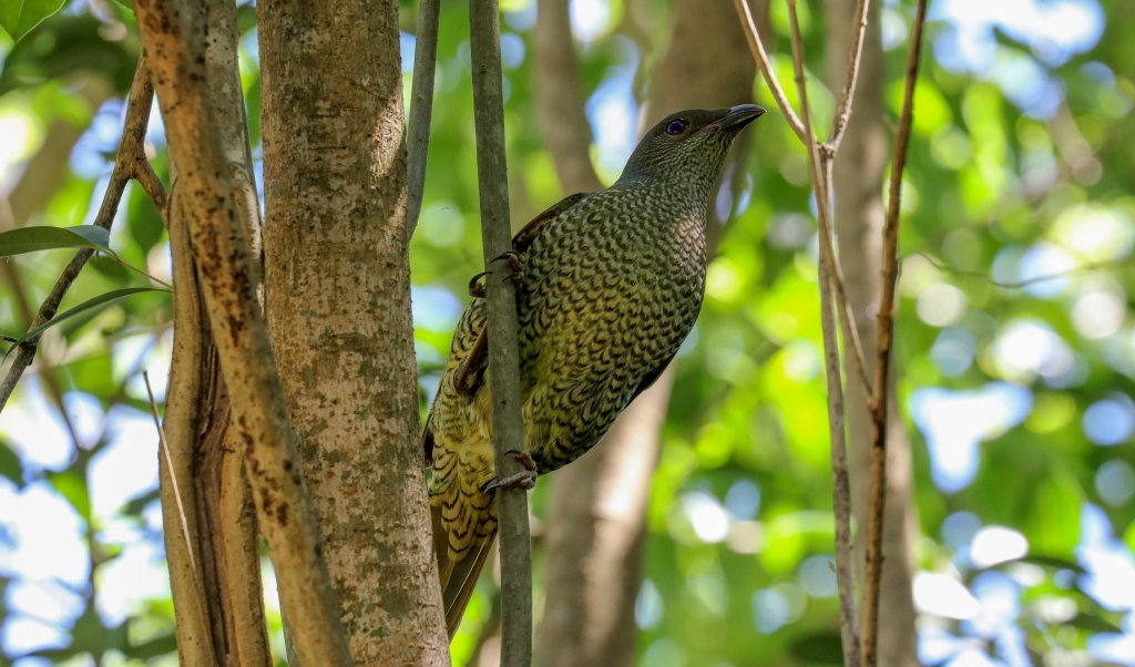 Satin Bowerbird female