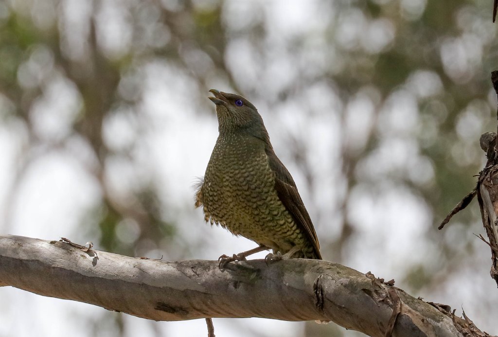 Satin Bowerbird female