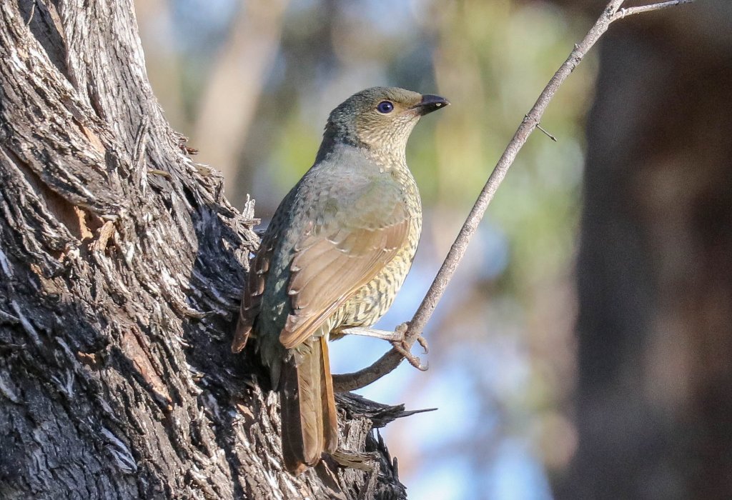 Satin Bowerbird female