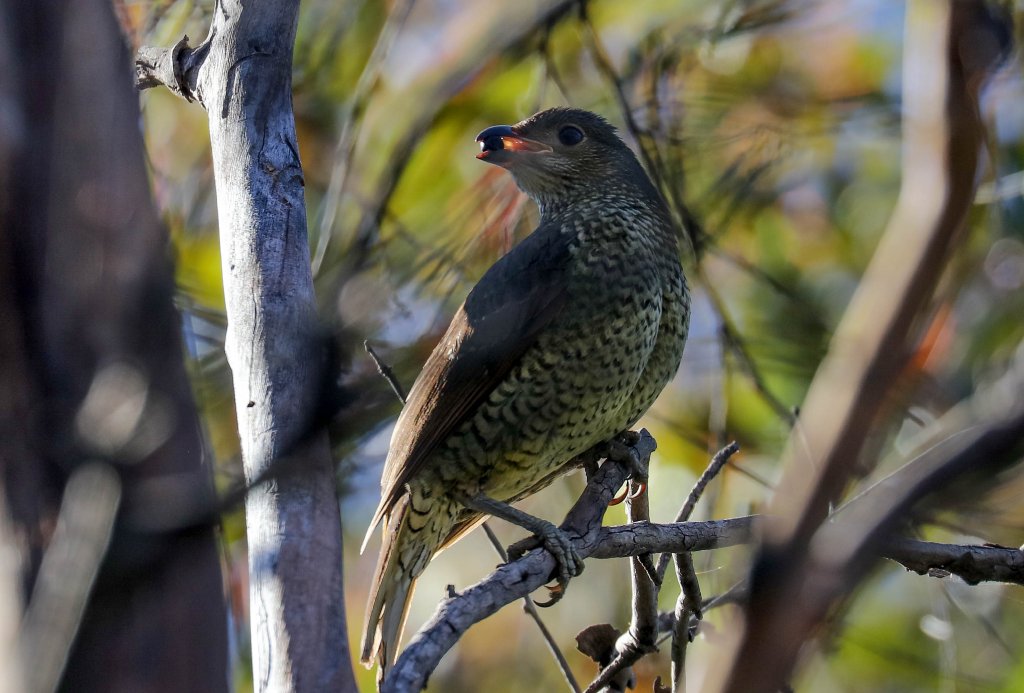 Satin Bowerbird female