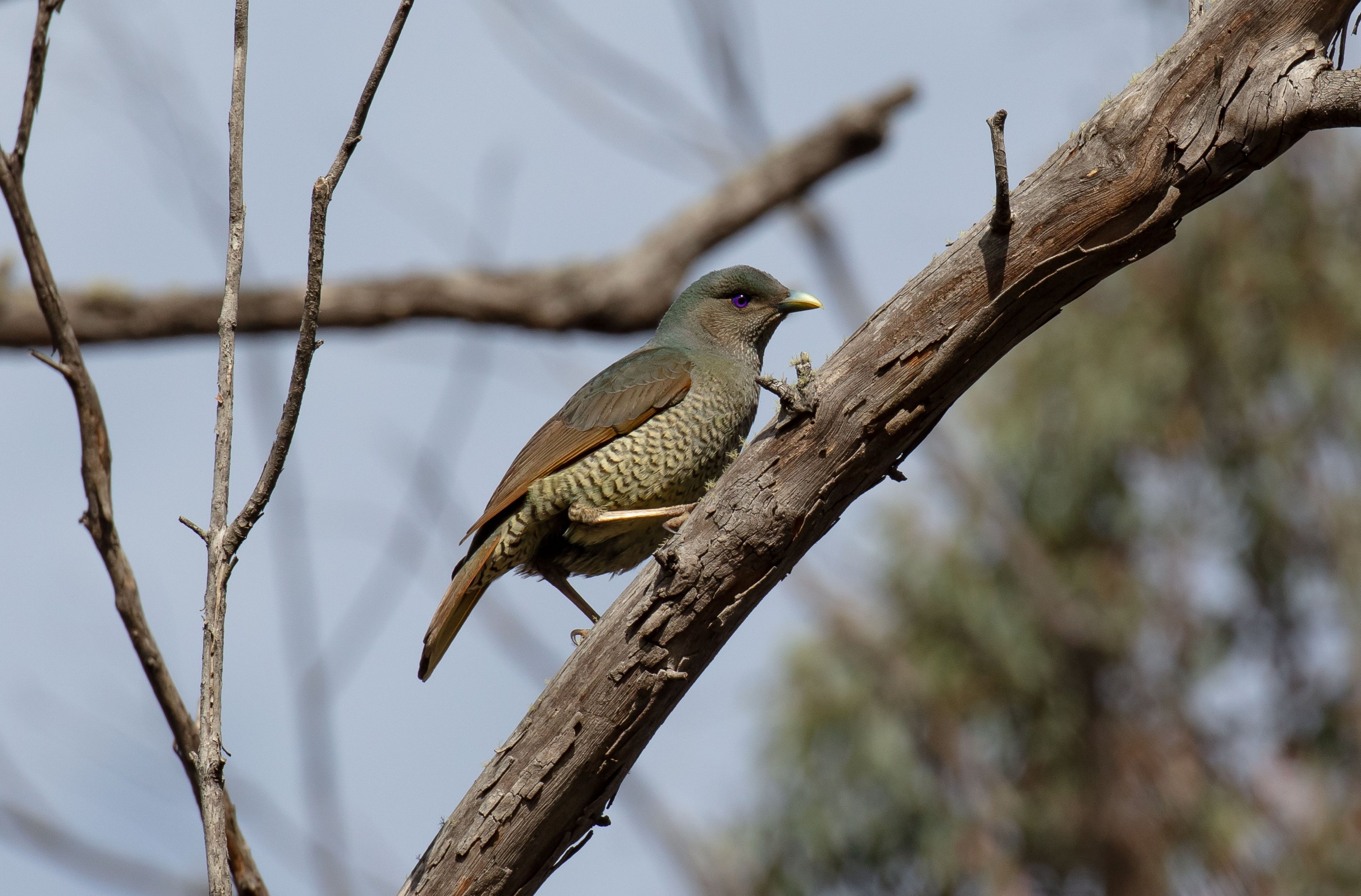 Satin Bowerbird female
