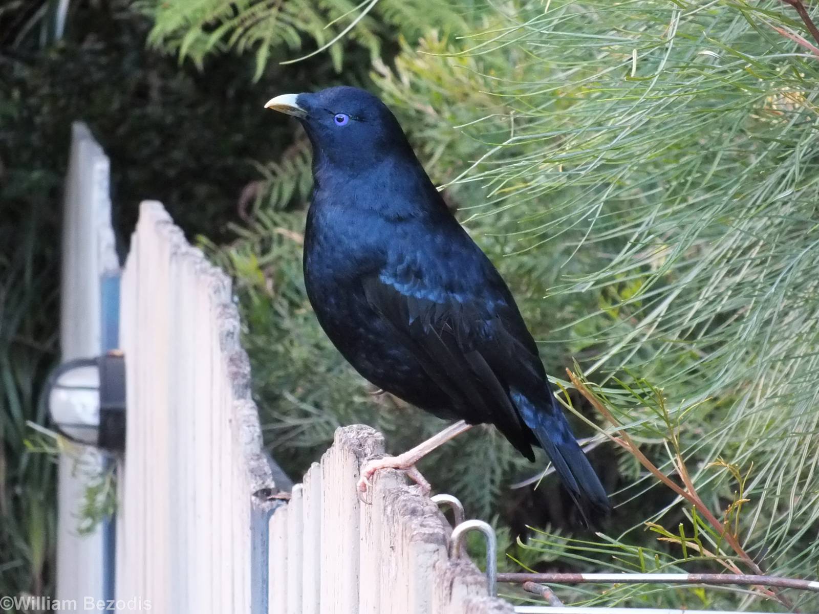 Satin Bowerbird - Lamington National Park