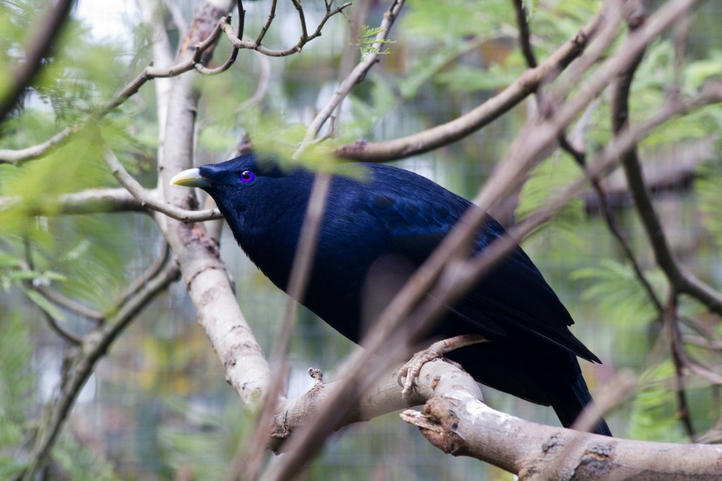 Satin Bowerbird male