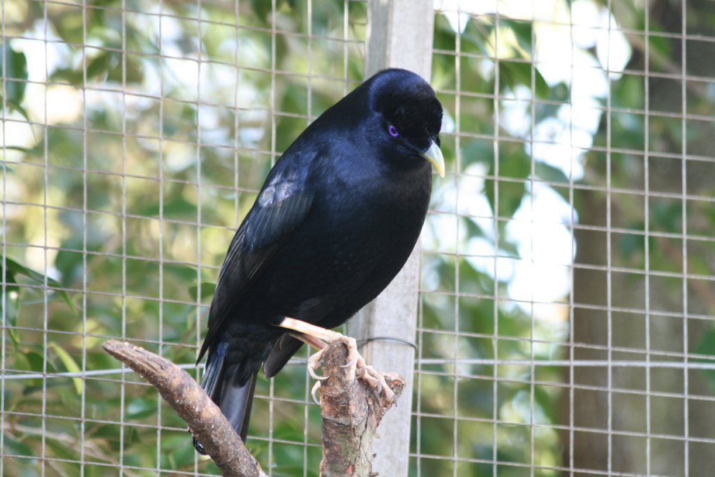 Satin Bowerbird - male