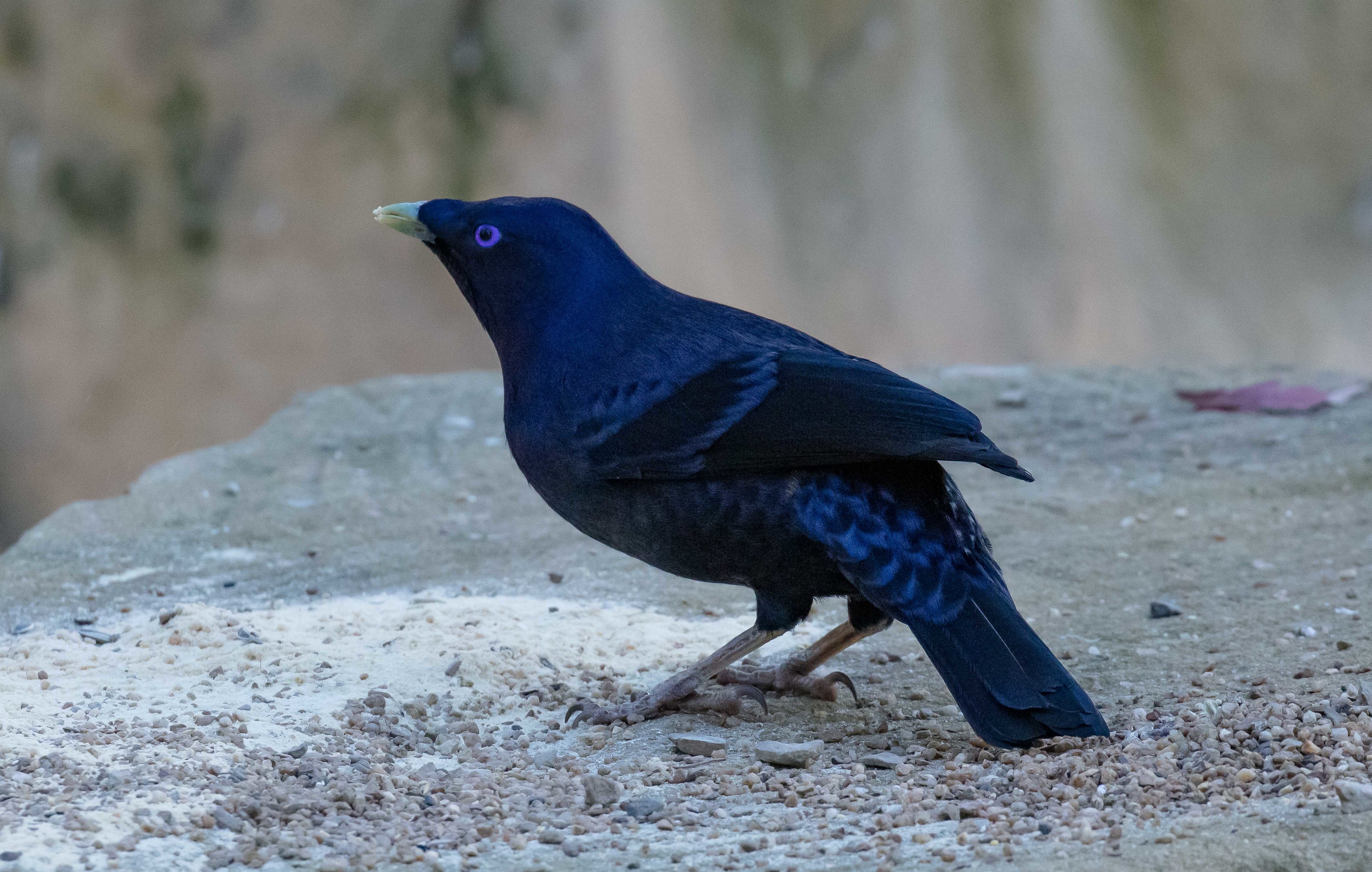 Satin Bowerbird male