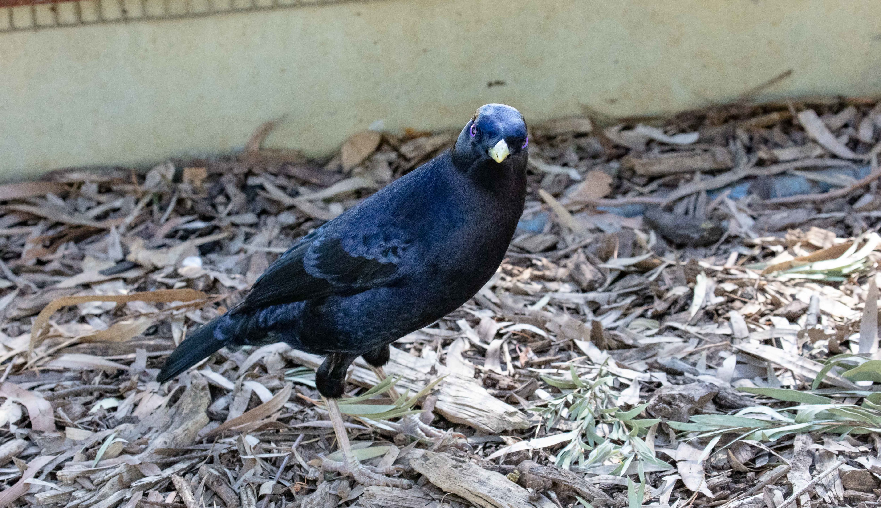 Satin Bowerbird male