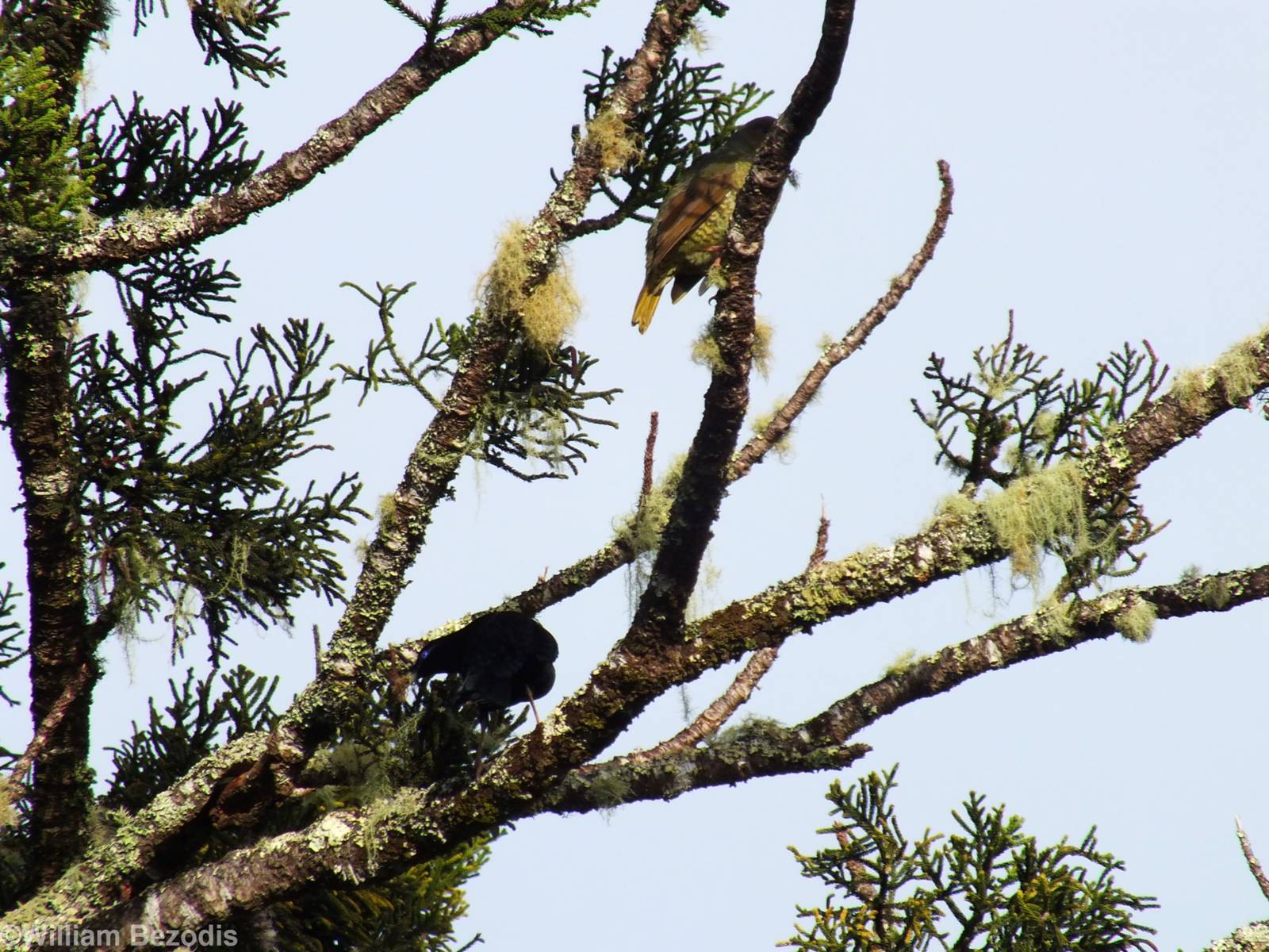 Satin Bowerbird Pair - Lamington National Park