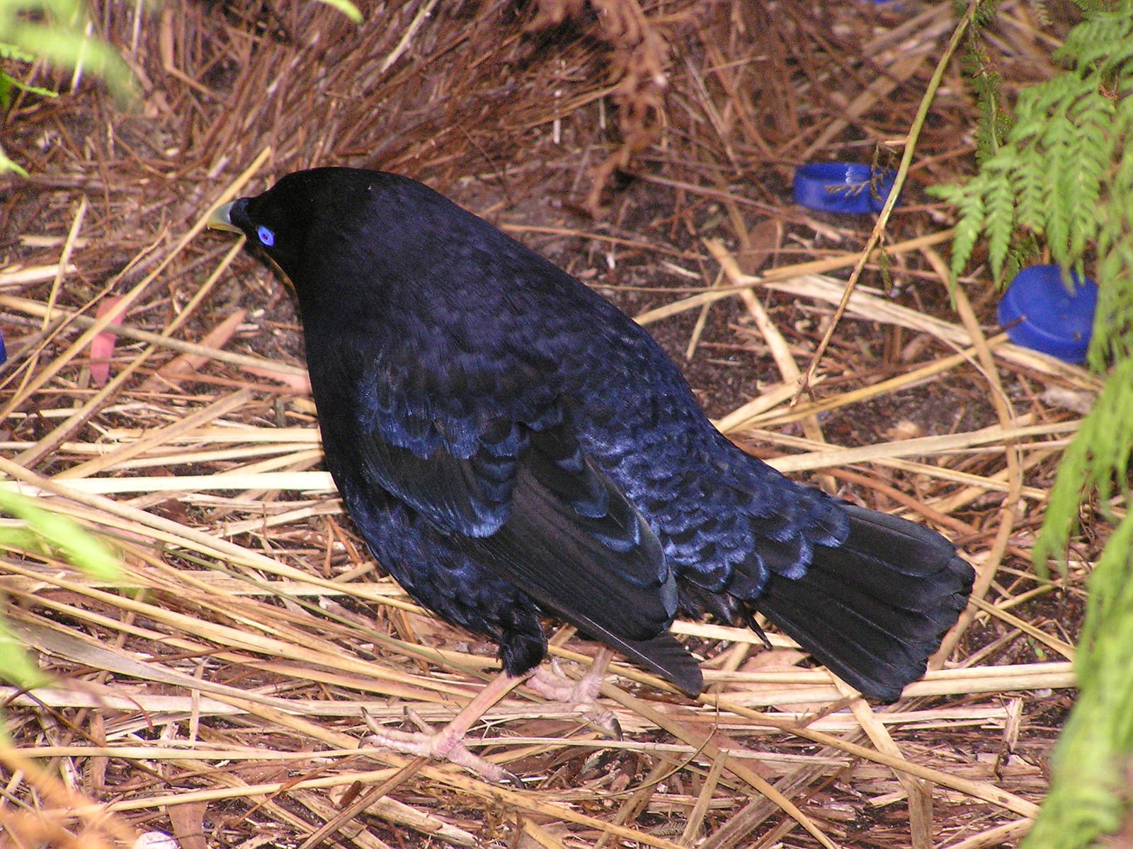 Satin bowerbird/ Ptilonorhynchus violaceus