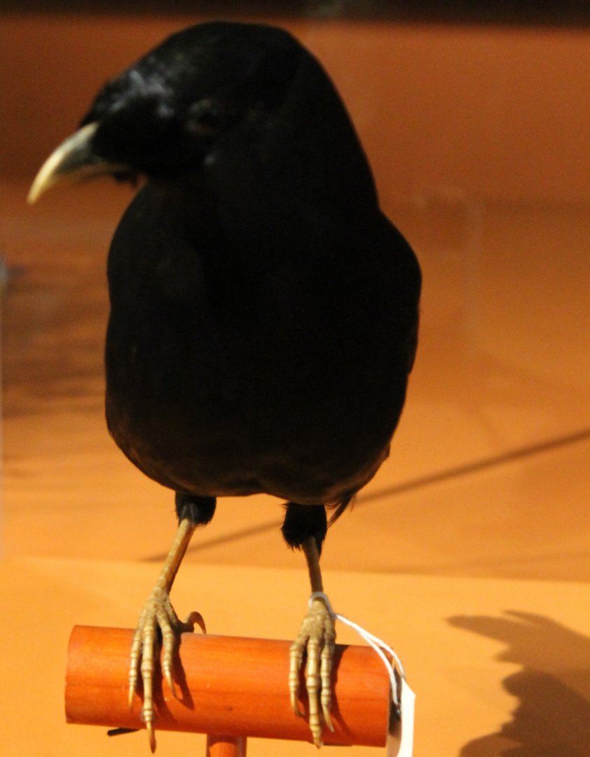 Satin bowerbird - Ptilonorhynchus violaceus