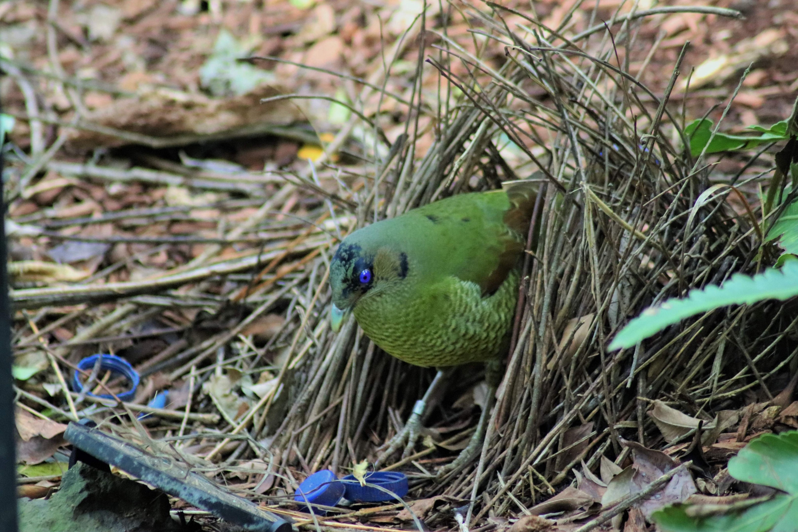 Satin Bowerbird (Ptilonorhynchus violaceus)