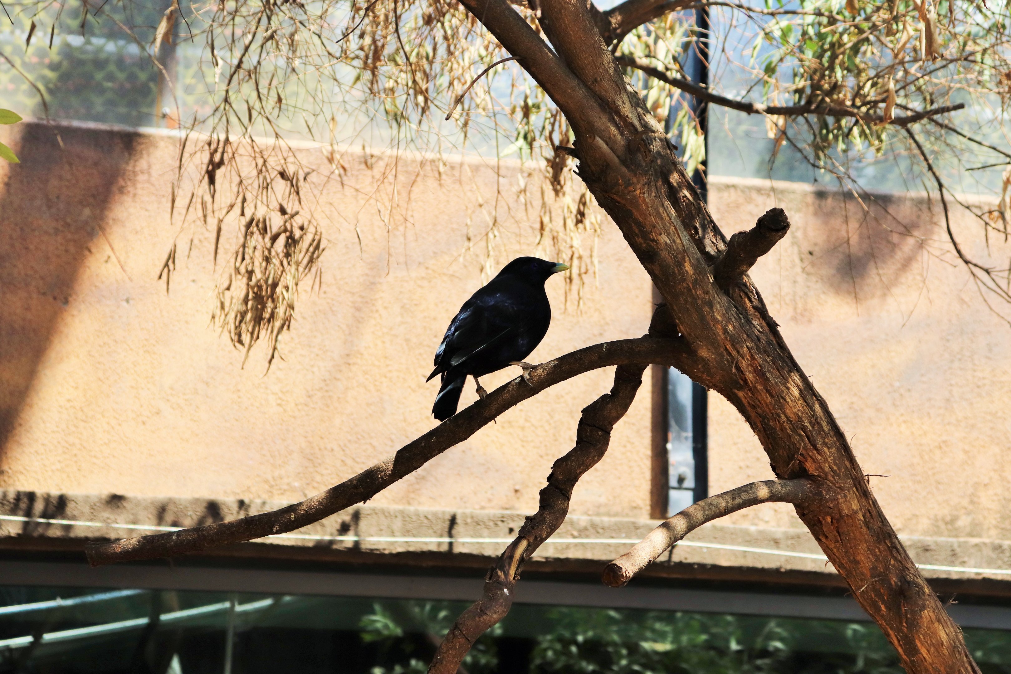 Satin Bowerbird (Ptilonorhynchus violaceus)