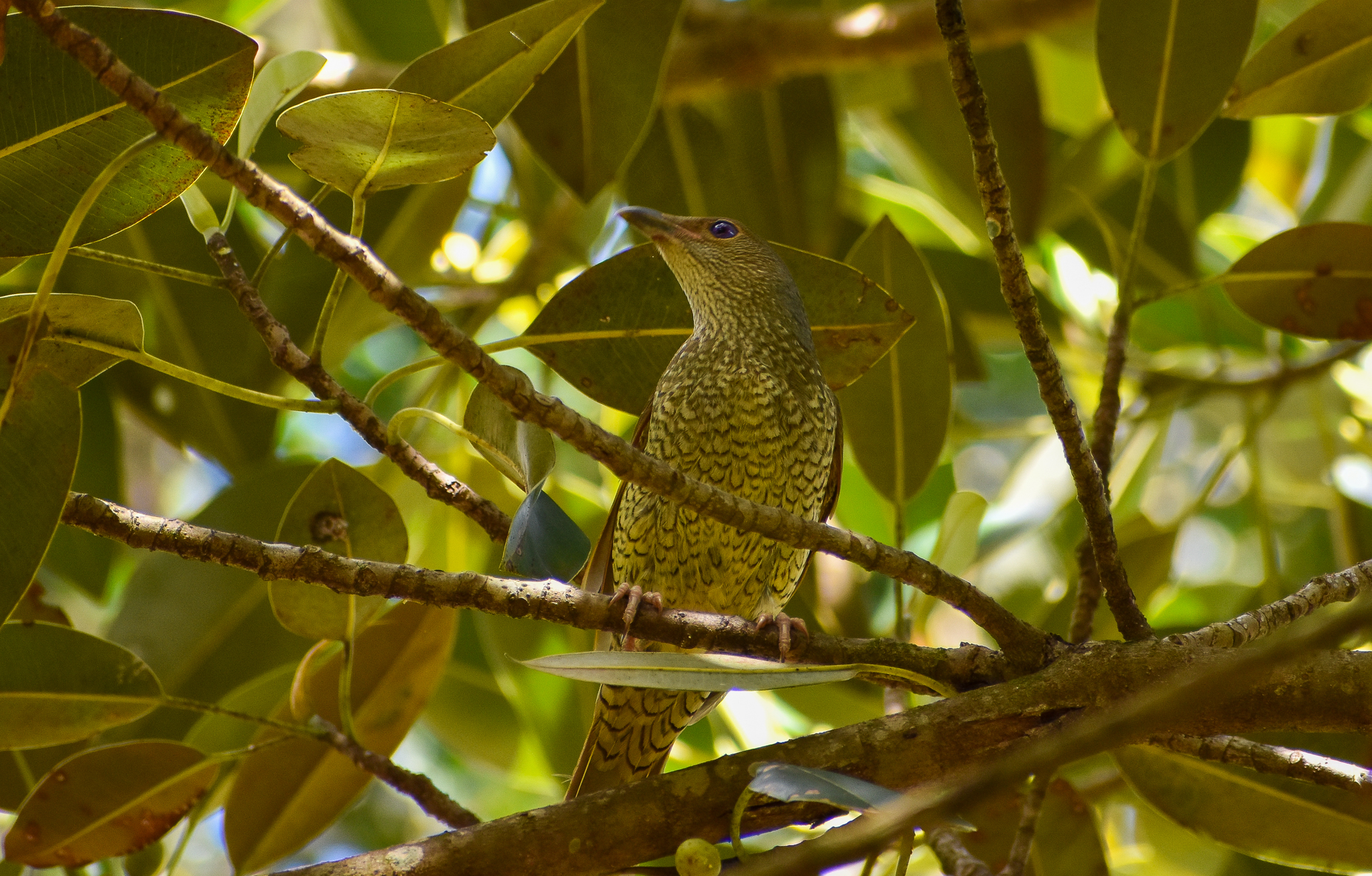 Satin Bowerbird (Ptilonorhynchus violaceus)