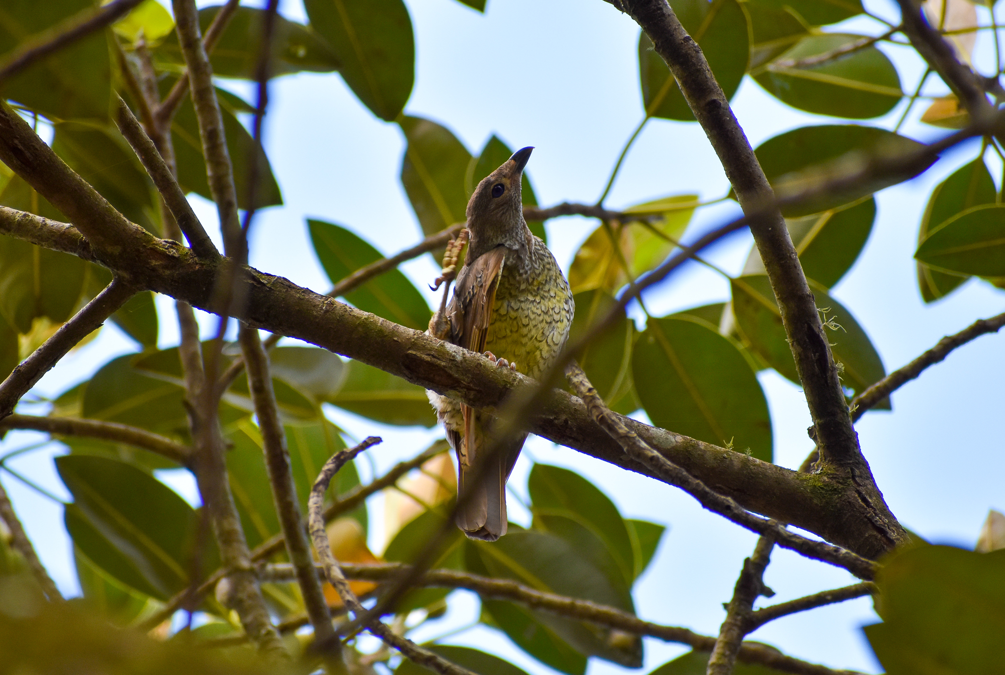 Satin Bowerbird (Ptilonorhynchus violaceus)