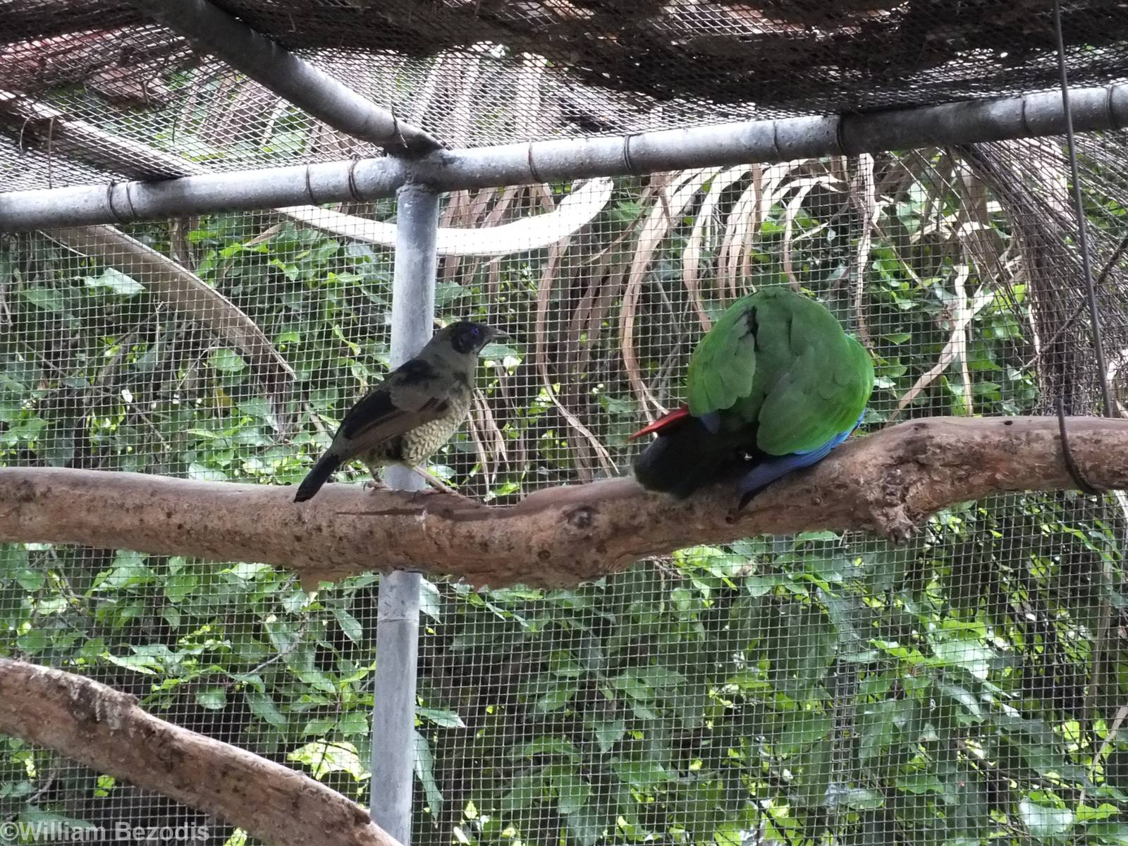 Satin Bowerbird Watches Eclectus Parrots Mate