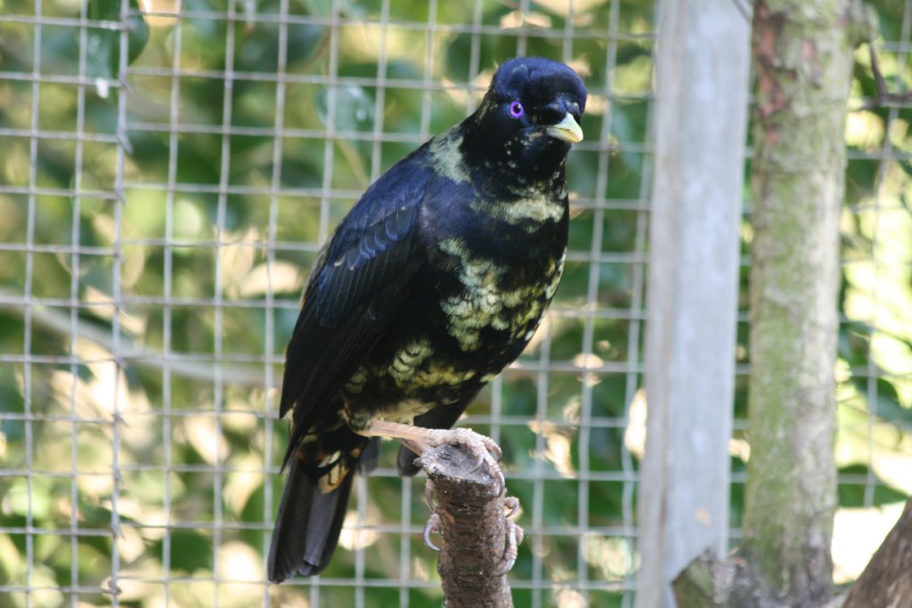 Satin Bowerbird - young male