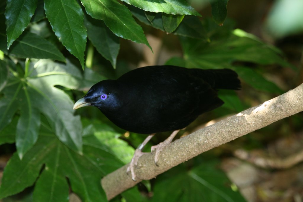 Satin Bowerbird