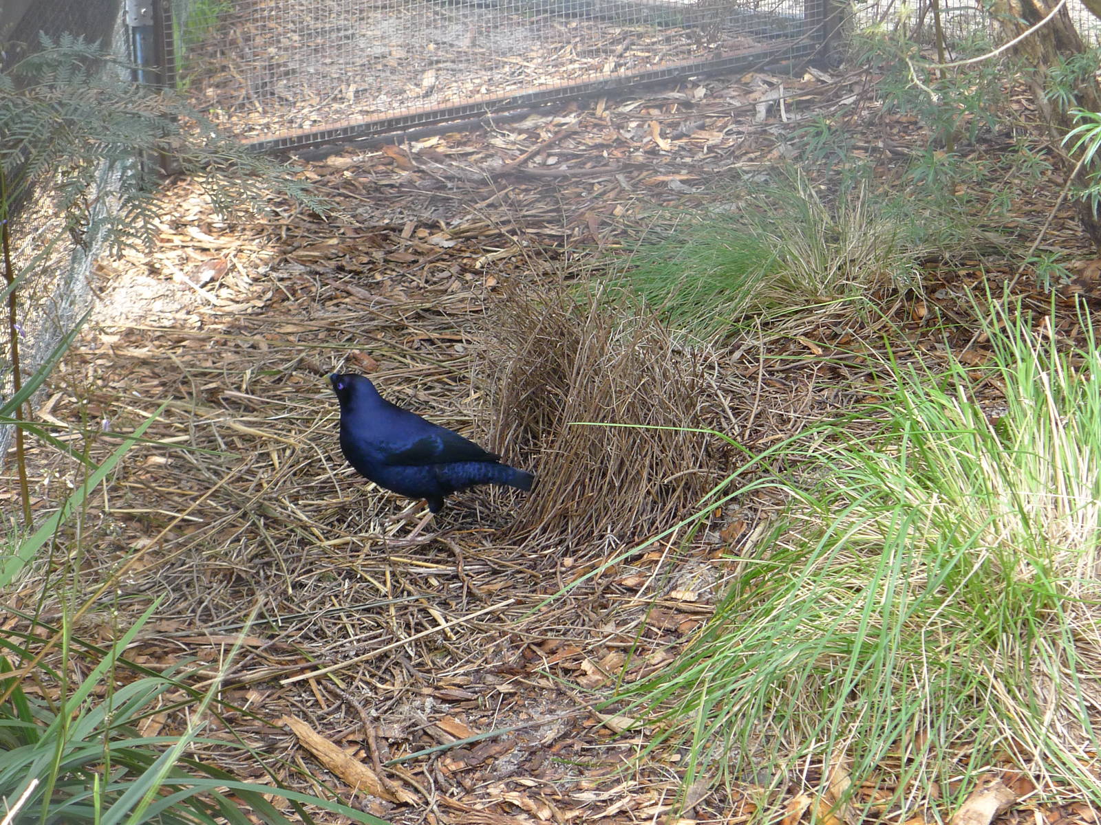 Satin Bowerbird