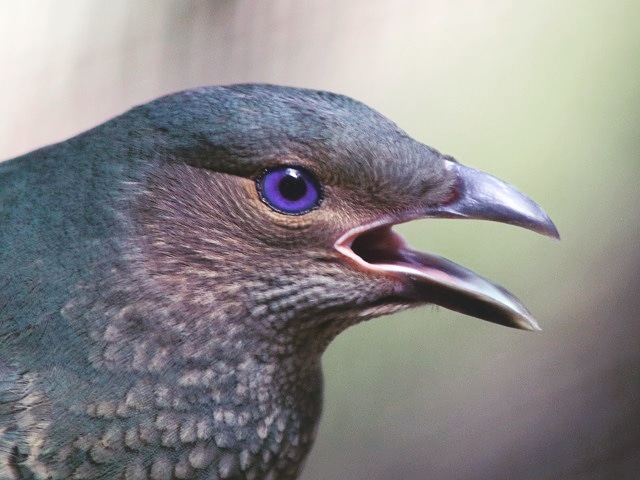 Satin Bowerbird