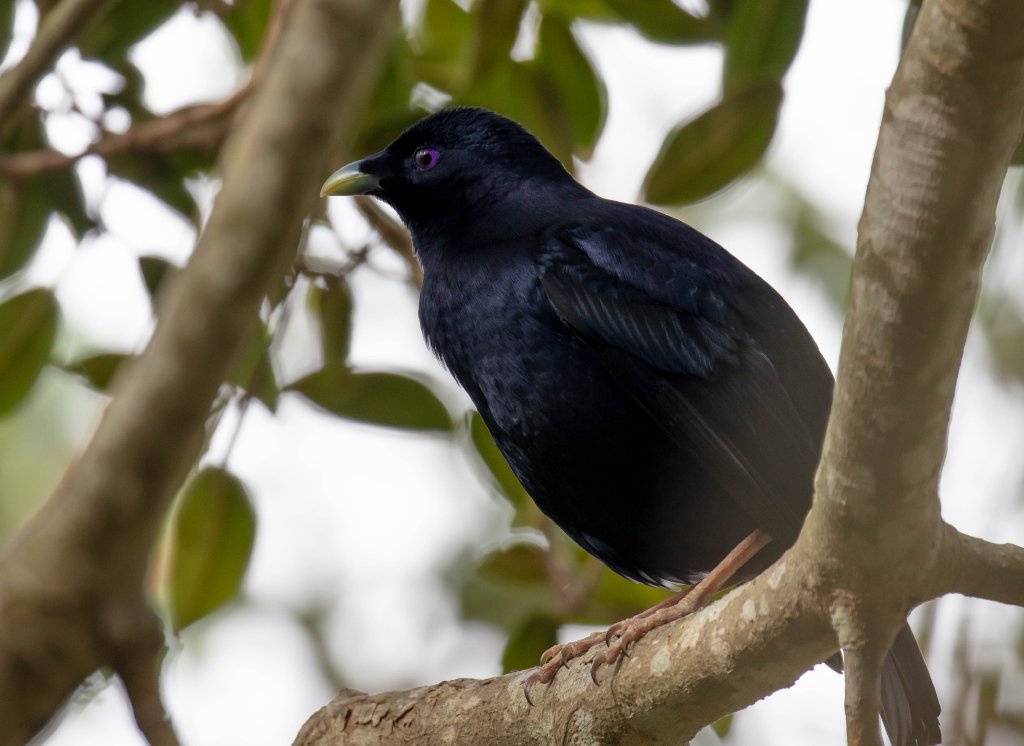 Satin Bowerbird