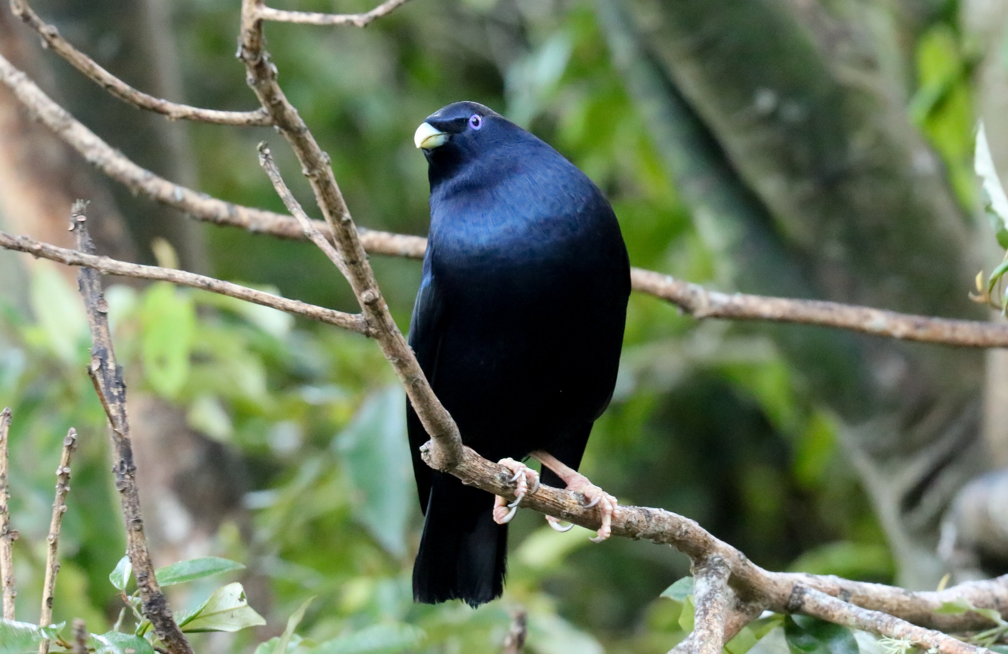 Satin Bowerbird