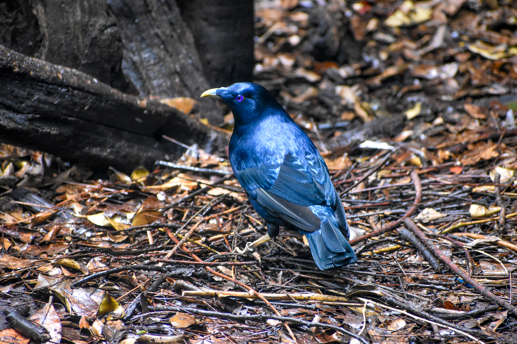 Satin Bowerbird