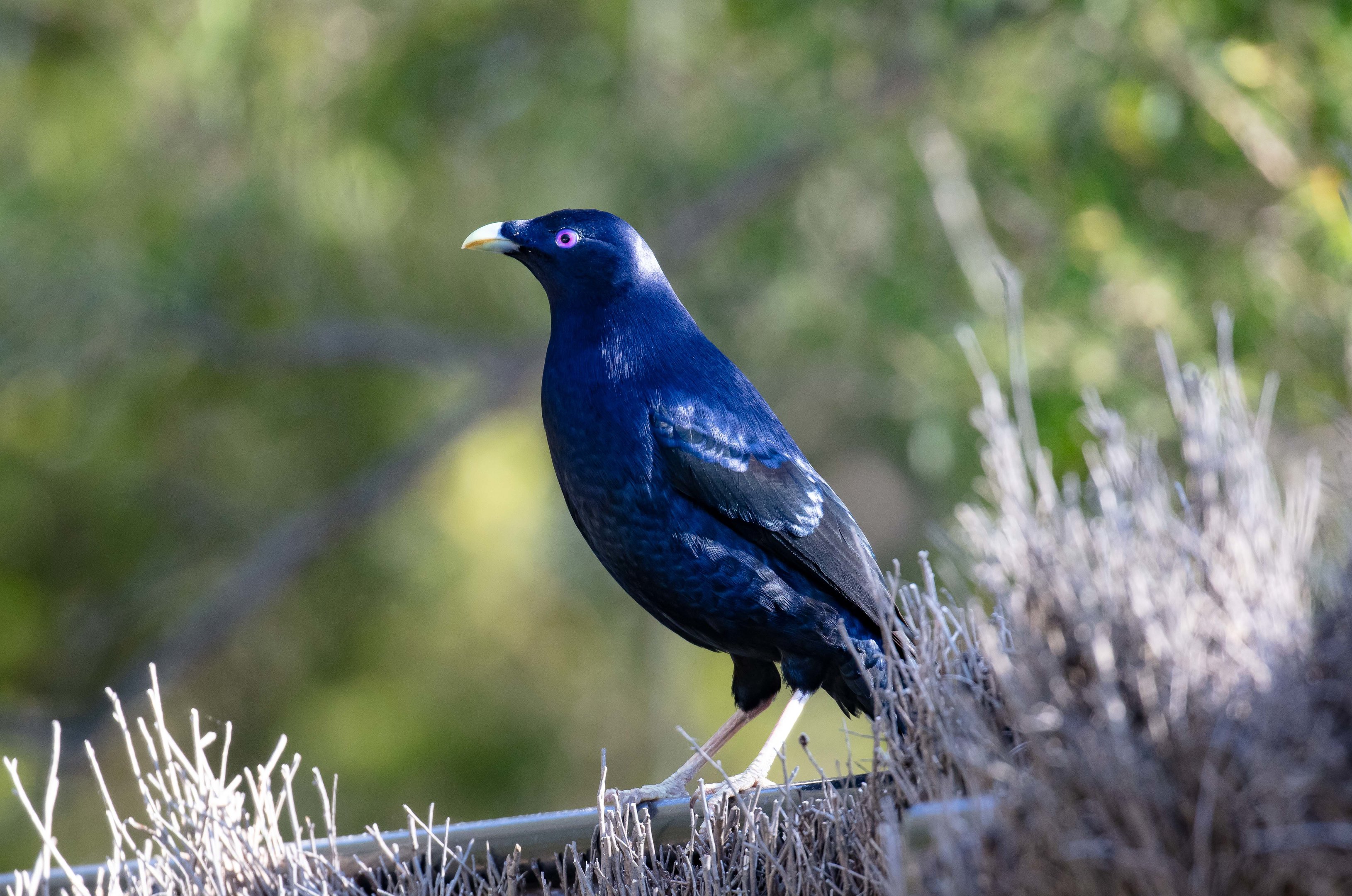 Satin Bowerbird