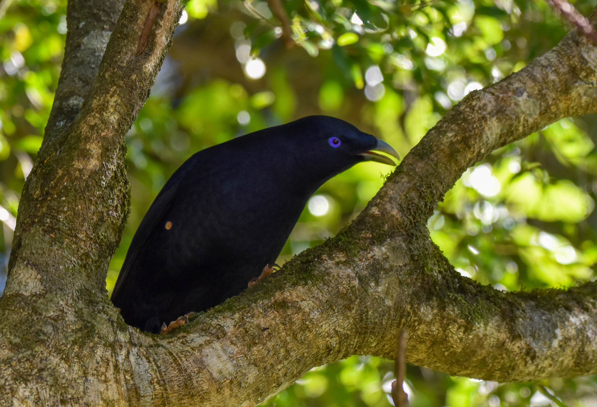 Satin Bowerbird