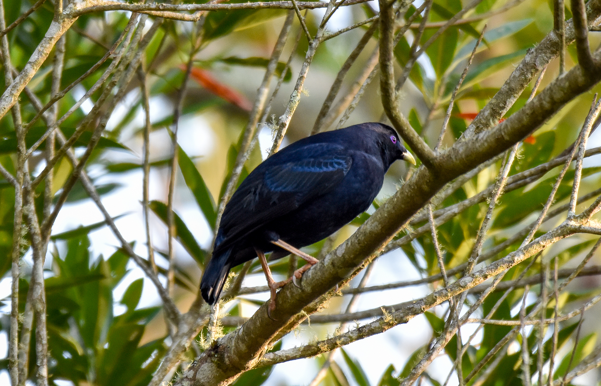 Satin Bowerbird