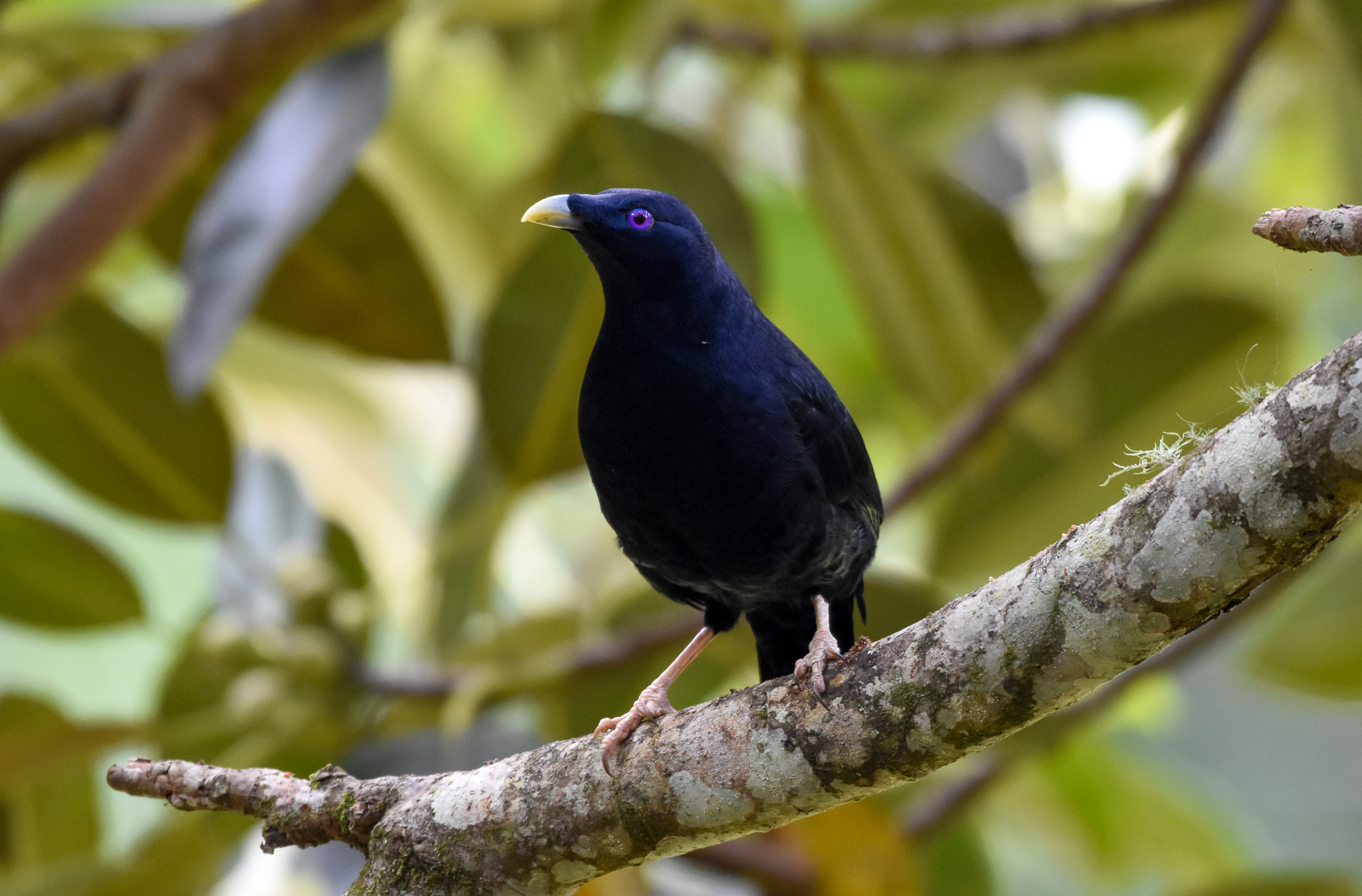 Satin Bowerbird