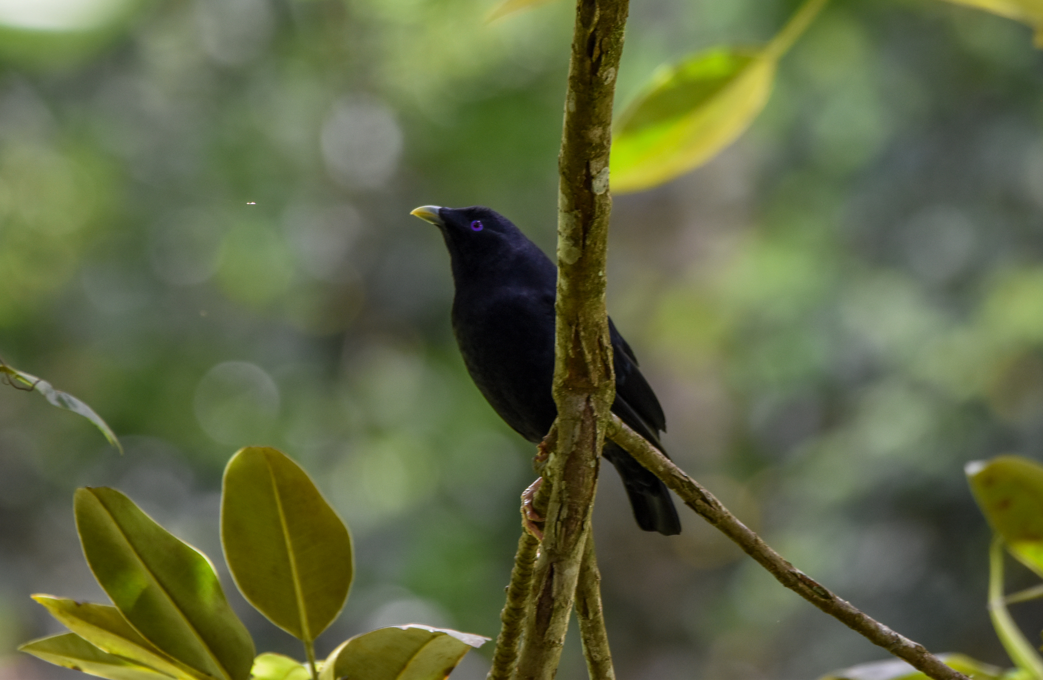 Satin Bowerbird
