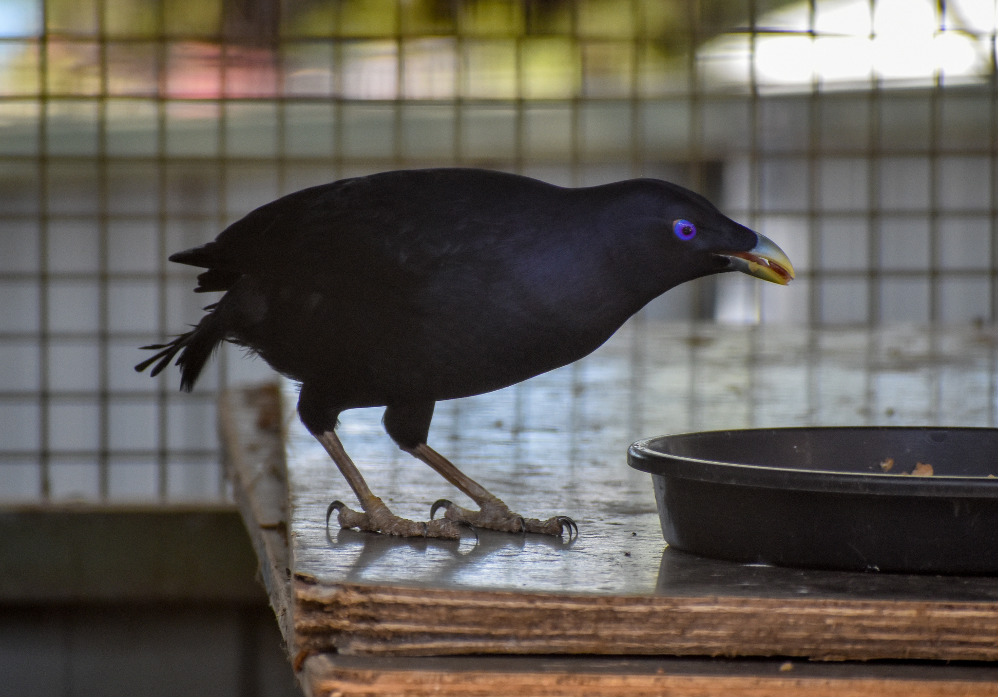 Satin Bowerbird
