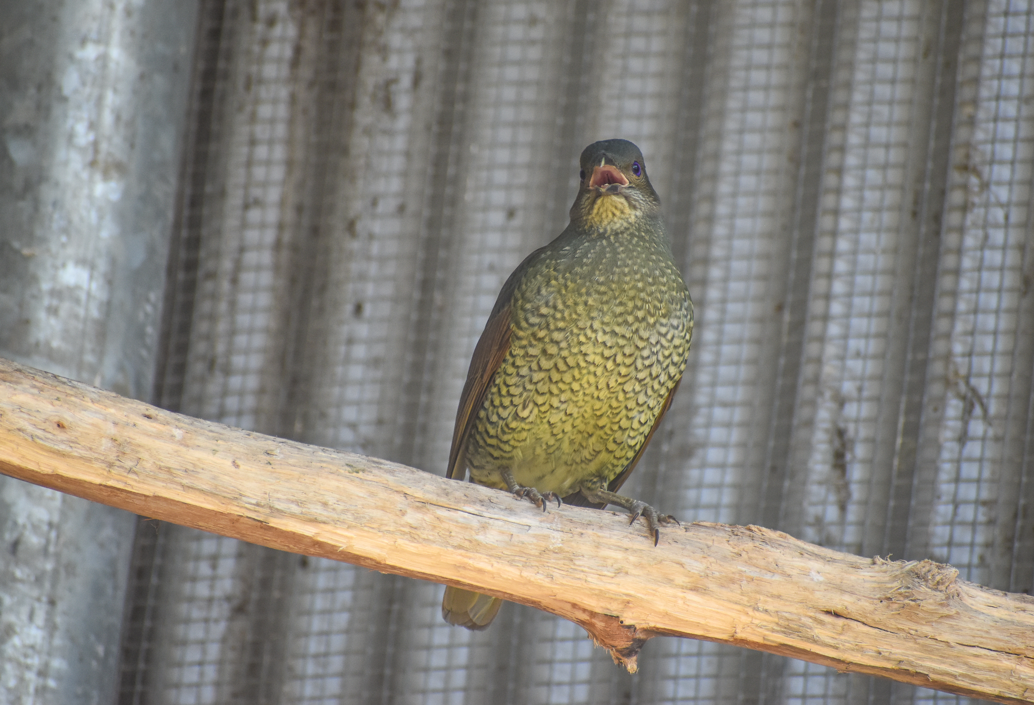 Satin Bowerbird